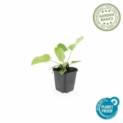 LA GREEN TOUCH - Sauge de jérusalem x60 – entre 3,75 et 5m2