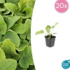 LA GREEN TOUCH - Sauge de jérusalem x20 – entre 1,25 et 1,67m2