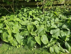 LA GREEN TOUCH - Sauge de jérusalem x20 – entre 1,25 et 1,67m2
