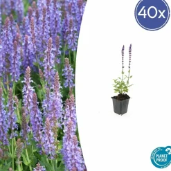LA GREEN TOUCH - Sauge des bois 'caradonna' x40 – entre 2,5 et 3,33m2