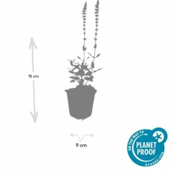 LA GREEN TOUCH - Sauge des bois 'caradonna' x40 – entre 2,5 et 3,33m2