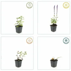 LA GREEN TOUCH - Sauge des bois 'caradonna' x40 – entre 2,5 et 3,33m2