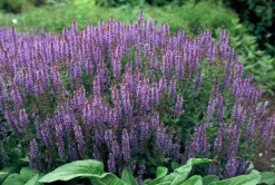 LA GREEN TOUCH - Sauge des bois 'caradonna' x40 – entre 2,5 et 3,33m2