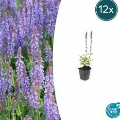 LA GREEN TOUCH - Sauge des bois 'caradonna' x40 – entre 2,5 et 3,33m2