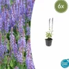LA GREEN TOUCH - Sauge des bois 'caradonna' x6 – entre 0,38 et 0,5m2
