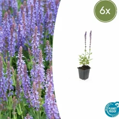 LA GREEN TOUCH - Sauge des bois 'caradonna' x6 – entre 0,38 et 0,5m2