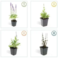LA GREEN TOUCH - Sauge des bois 'ostfriesland' x6 – entre 0,38 et 0,5m2