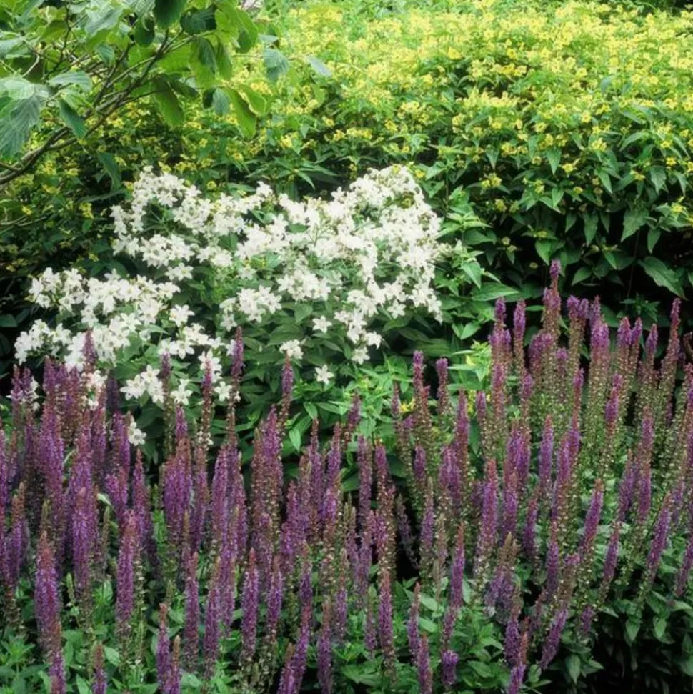 LA GREEN TOUCH - Sauge des bois 'ostfriesland' x6 – entre 0,38 et 0,5m2