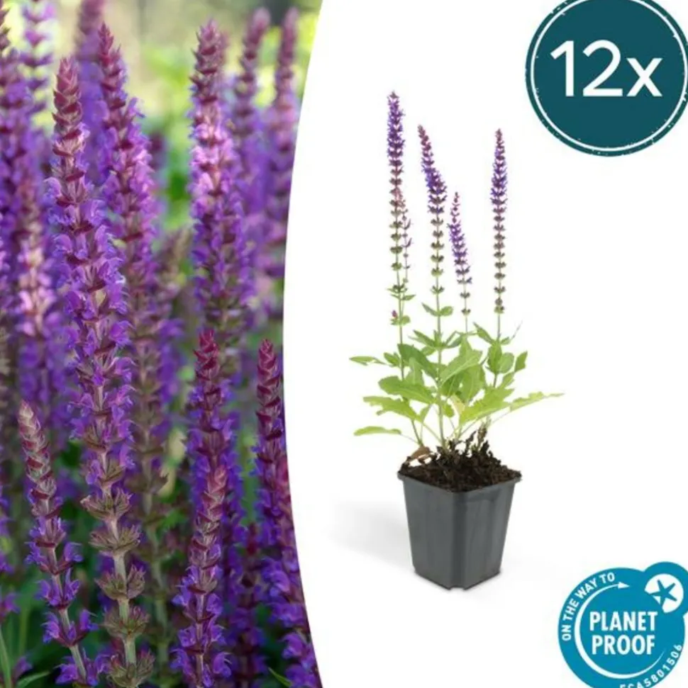 LA GREEN TOUCH - Sauge des bois 'ostfriesland' x6 – entre 0,38 et 0,5m2