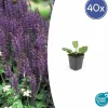LA GREEN TOUCH - Sauge des bois 'mainacht' x40 – entre 2,5 et 3,33m2