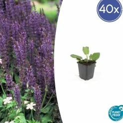 LA GREEN TOUCH - Sauge des bois 'mainacht' x40 – entre 2,5 et 3,33m2