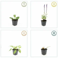 LA GREEN TOUCH - Sauge des bois 'mainacht' x40 – entre 2,5 et 3,33m2