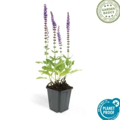 LA GREEN TOUCH - Sauge des bois 'ostfriesland' x60 – entre 3,75 et 5m2