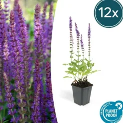 LA GREEN TOUCH - Sauge des bois 'ostfriesland' x60 – entre 3,75 et 5m2