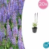 LA GREEN TOUCH - Sauge des bois 'caradonna' x20 – entre 1,25 et 1,67m2