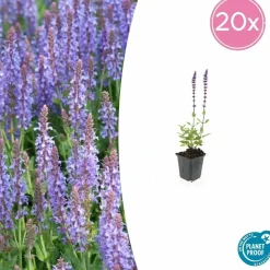 LA GREEN TOUCH - Sauge des bois 'caradonna' x20 – entre 1,25 et 1,67m2