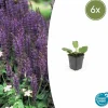 LA GREEN TOUCH - Sauge des bois 'mainacht' x6 – entre 0,38 et 0,5m2