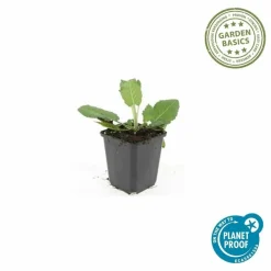 LA GREEN TOUCH - Sauge des bois 'mainacht' x6 – entre 0,38 et 0,5m2