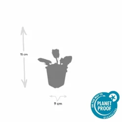 LA GREEN TOUCH - Sauge des bois 'mainacht' x6 – entre 0,38 et 0,5m2