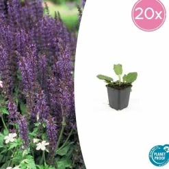 LA GREEN TOUCH - Sauge des bois 'mainacht' x6 – entre 0,38 et 0,5m2