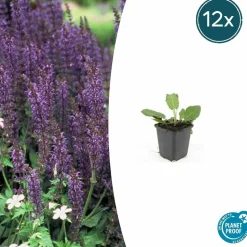 LA GREEN TOUCH - Sauge des bois 'mainacht' x12 – entre 0,75 et 1m2