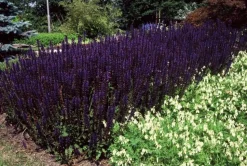LA GREEN TOUCH - Sauge des bois 'mainacht' x12 – entre 0,75 et 1m2