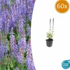 LA GREEN TOUCH - Sauge des bois 'caradonna' x60 – entre 3,75 et 5m2