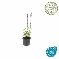 LA GREEN TOUCH - Sauge des bois 'caradonna' x60 – entre 3,75 et 5m2
