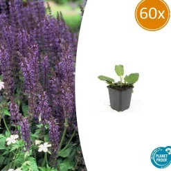 LA GREEN TOUCH - Sauge des bois 'mainacht' x60 – entre 3,75 et 5m2