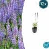 LA GREEN TOUCH - Sauge des bois 'caradonna' x12 – entre 0,75 et 1m2