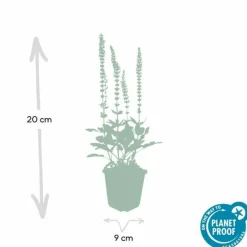 LA GREEN TOUCH - Sauge des bois 'ostfriesland' x12 – entre 0,75 et 1m2