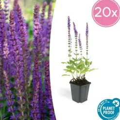 LA GREEN TOUCH - Sauge des bois 'ostfriesland' x12 – entre 0,75 et 1m2