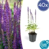 LA GREEN TOUCH - Sauge des bois 'ostfriesland' x40 – entre 2,5 et 3,33m2