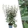LA GREEN TOUCH - Saule olivier h125cm pour 10 mètres linéaires de haie 10x12l