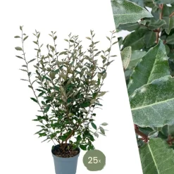 LA GREEN TOUCH - Saule olivier h125cm pour 10 mètres linéaires de haie 10x12l