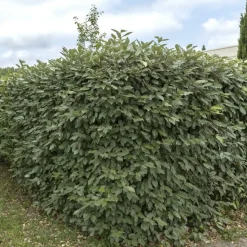 LA GREEN TOUCH - Saule olivier h125cm pour 10 mètres linéaires de haie 10x12l