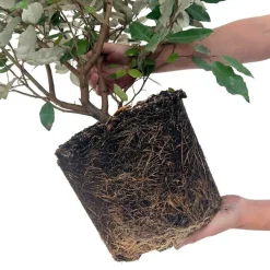 LA GREEN TOUCH - Saule olivier h125cm pour 10 mètres linéaires de haie 10x12l