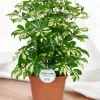 LA GREEN TOUCH - Schefflera gerda 55cm - plante d'intérieur