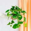 LA GREEN TOUCH - Scindapsus epipremnum 30cm - plante d'intérieur
