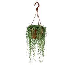 LA GREEN TOUCH - Senecio herreianus 20cm - plante d'intérieur