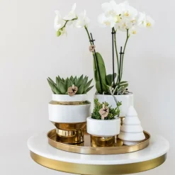 LA GREEN TOUCH - Set de plantes luxury gold - set de plantes vertes orchidée phalaenopsis blanche et succulentes
