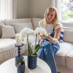 LA GREEN TOUCH - Set orchidée phalaenopsis blanche et haworthia en pots candy