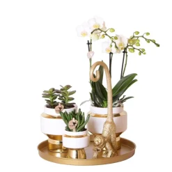 LA GREEN TOUCH - Set orchidée blanche phalaenopsis et succulentes en pots céramique