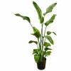 LA GREEN TOUCH - Strelitzia nicolai 170 cm et son pot noir + reservoir - hauteur 170cm
