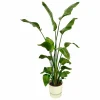 LA GREEN TOUCH - Strelitzia nicolai 170 cm et son pot blanc + reservoir - hauteur 170cm