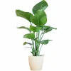 LA GREEN TOUCH - Strelitzia nicolai et son pot blanc - hauteur 80cm