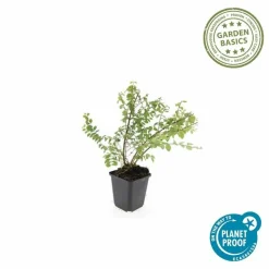 LA GREEN TOUCH - Symphorine de chenault 'hancock' x12 – entre 0,75 et 1m2