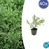LA GREEN TOUCH - Symphorine de chenault 'hancock' x40 – entre 2,5 et 3,33m2