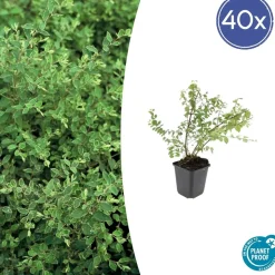 LA GREEN TOUCH - Symphorine de chenault 'hancock' x40 – entre 2,5 et 3,33m2