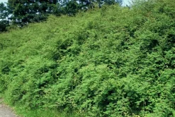 LA GREEN TOUCH - Symphorine de chenault 'hancock' x40 – entre 2,5 et 3,33m2